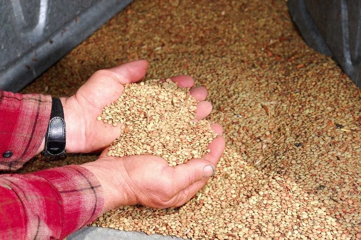 Working farmers hands hold harvested lentils in the hopper of a grain silo.
