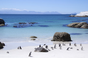 Penguins on Boulders Beach in Table Mountain National Park