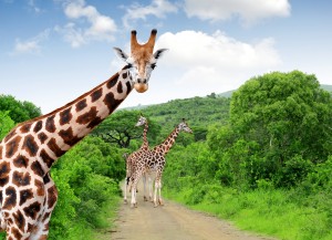 Giraffes in Johannesburg